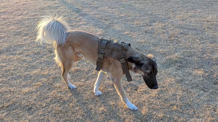 Oates, a West Asian Village Dog tested with EmbarkVet.com