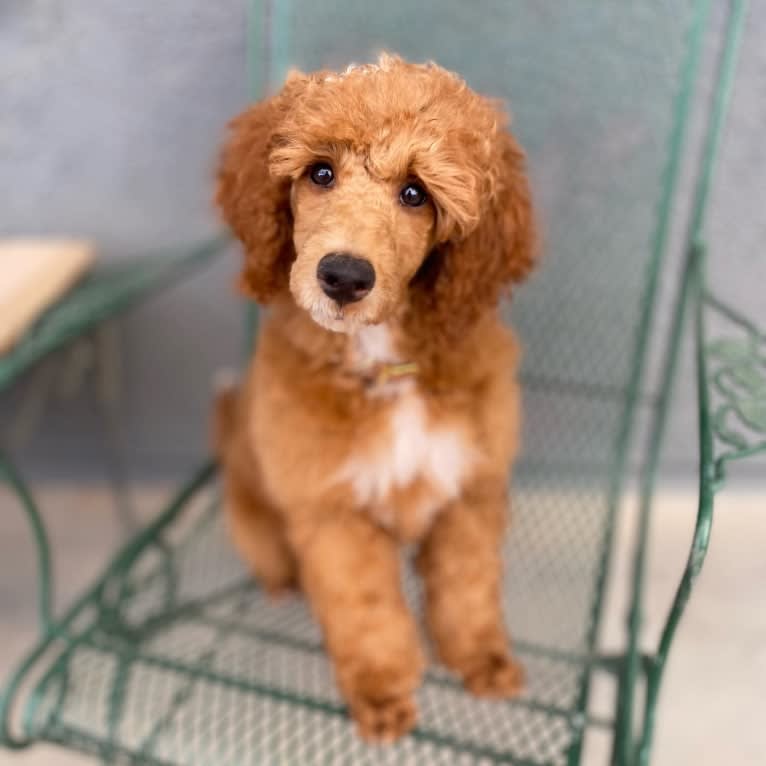 Tormund, a Poodle tested with EmbarkVet.com