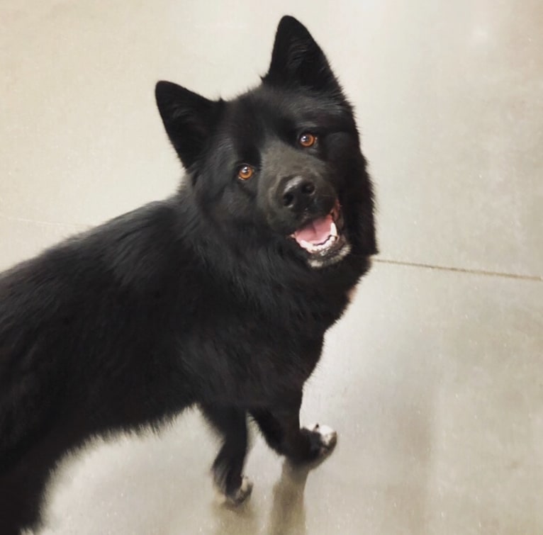 Oliver, a Siberian Husky and Labrador Retriever mix tested with EmbarkVet.com