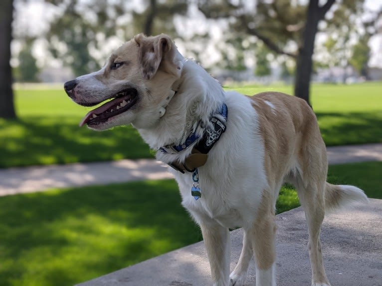 Archie, an Australian Shepherd and Jindo mix tested with EmbarkVet.com