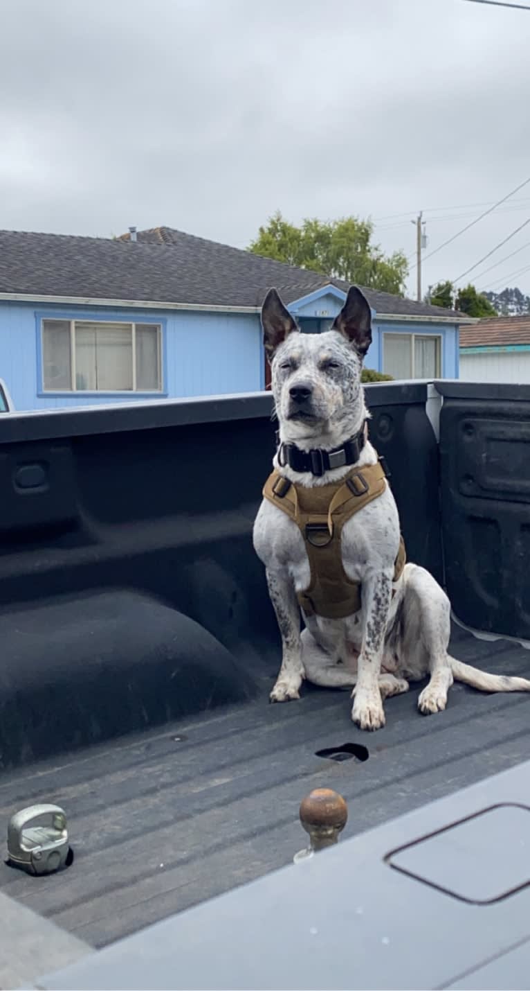 Buggie, an Australian Cattle Dog and American Pit Bull Terrier mix tested with EmbarkVet.com