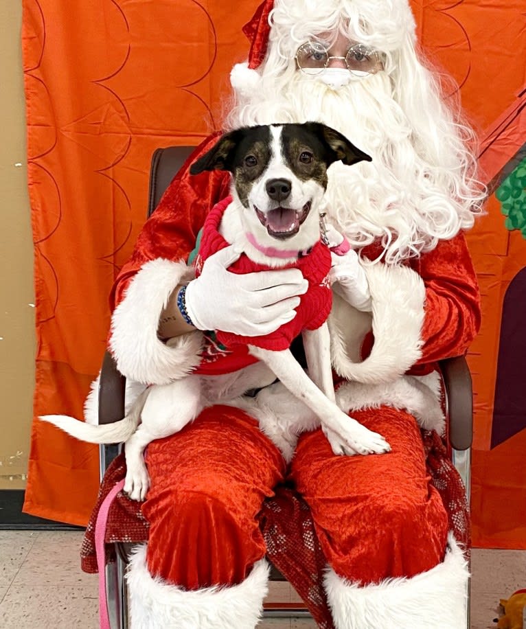 Katy, an Australian Cattle Dog and American Pit Bull Terrier mix tested with EmbarkVet.com