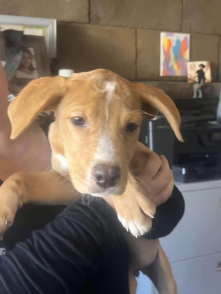 Her name is Sage, an American Bulldog and Labrador Retriever mix tested with EmbarkVet.com