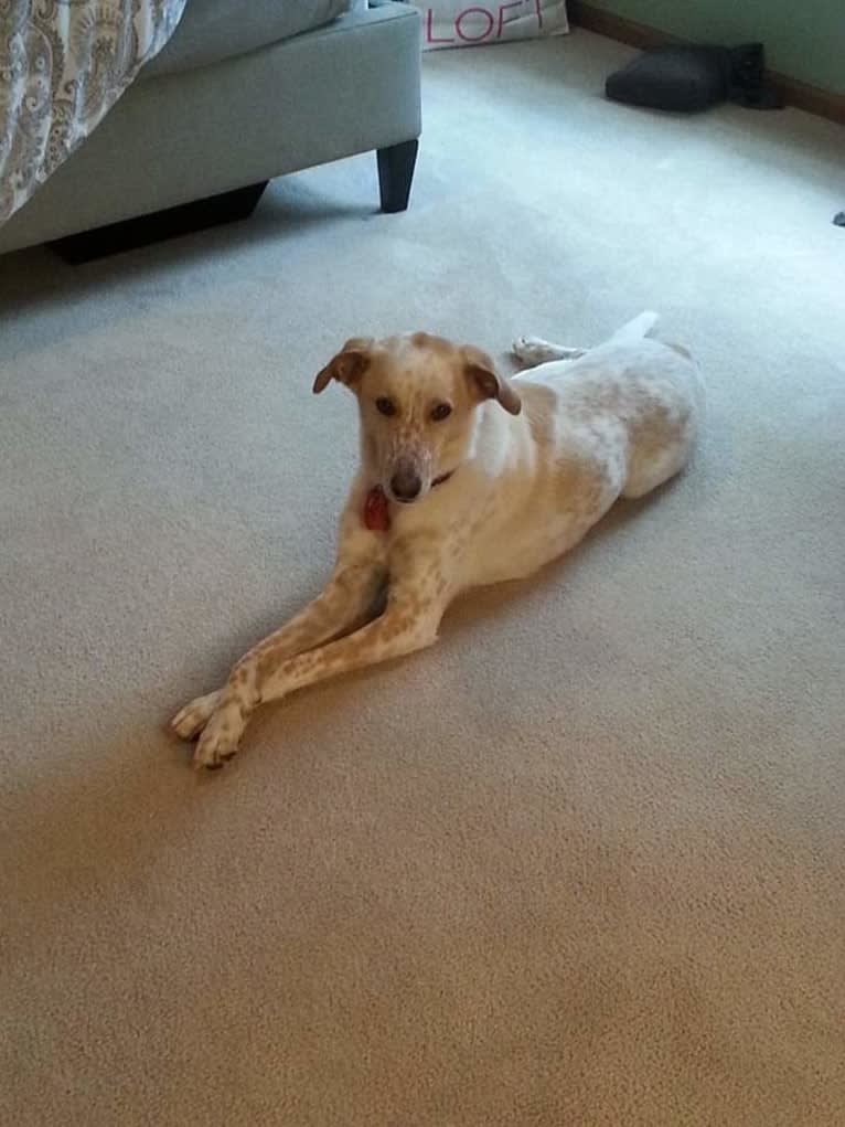 Triscuit, a Labrador Retriever and Brittany mix tested with EmbarkVet.com