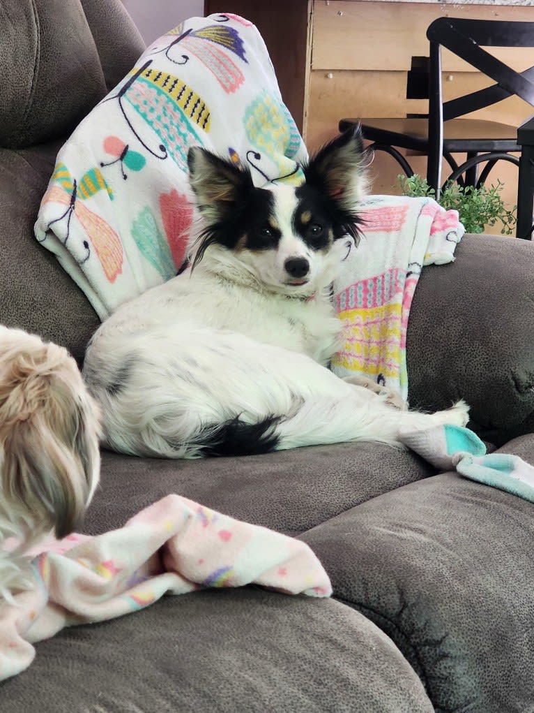 Shelby, a Papillon tested with EmbarkVet.com