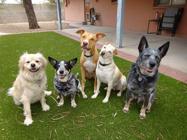 Doc, a Chihuahua and American Pit Bull Terrier mix tested with EmbarkVet.com