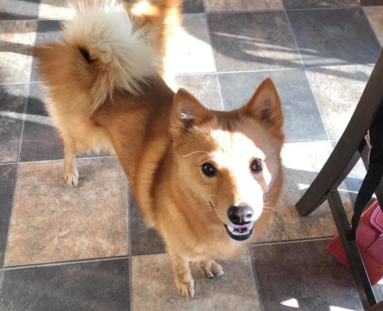 Vixen, a Finnish Spitz tested with EmbarkVet.com