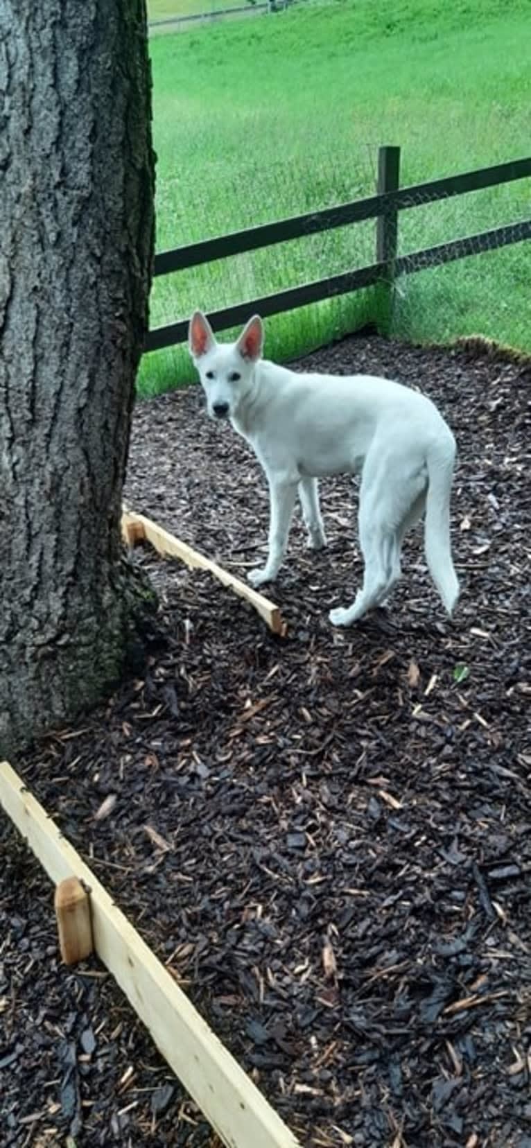 ARAGORN VON WHITE NOBLESS, a White Shepherd tested with EmbarkVet.com