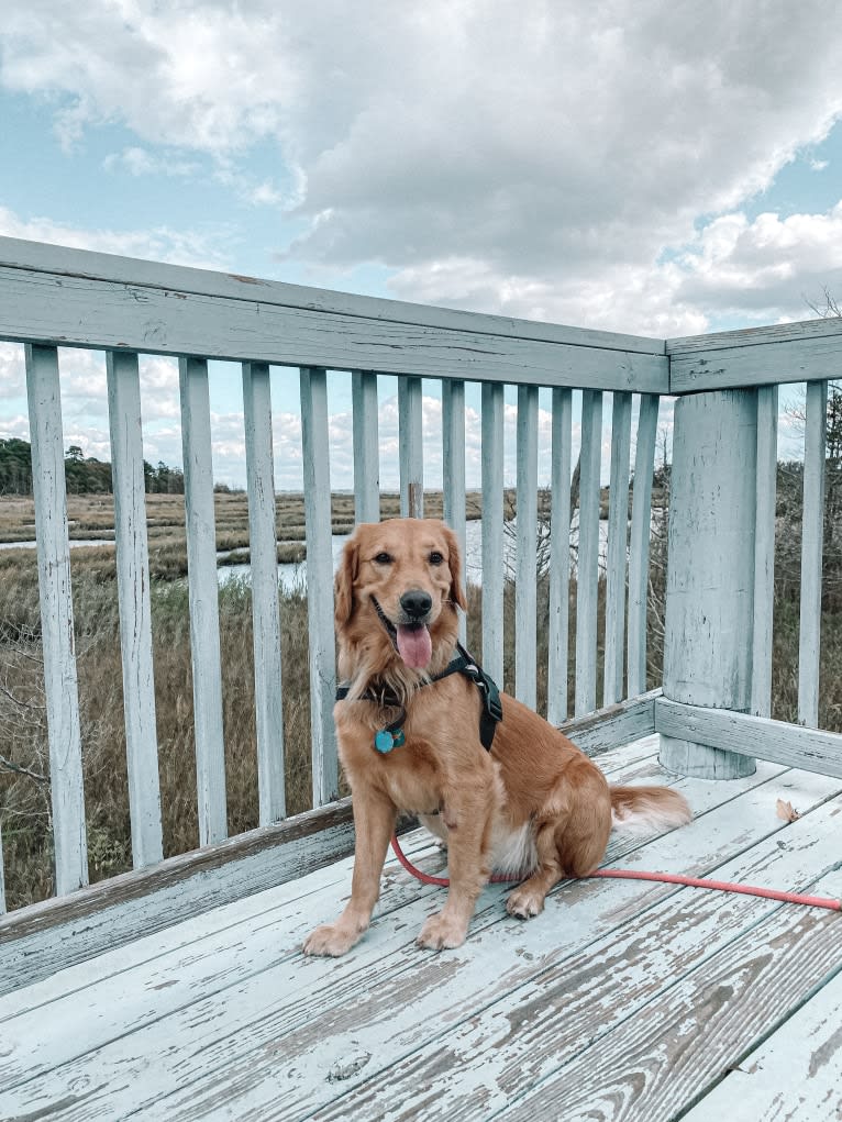 Marley, a Golden Retriever tested with EmbarkVet.com