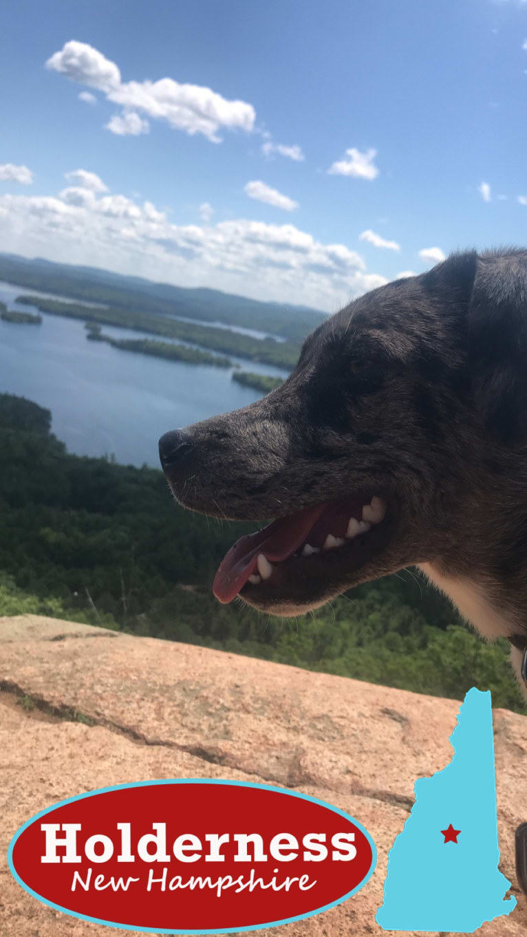 Daisy, a Labrador Retriever and Australian Shepherd mix tested with EmbarkVet.com