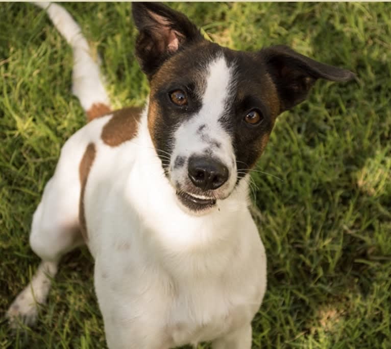 Gumption, a Whippet and Border Collie mix tested with EmbarkVet.com