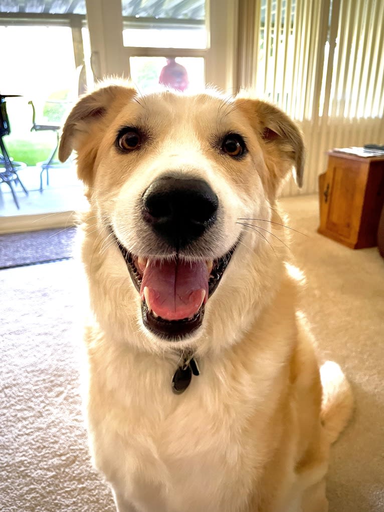 Norm, a Great Pyrenees and Border Collie mix tested with EmbarkVet.com