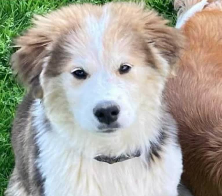 Buckley, a Siberian Husky and Labrador Retriever mix tested with EmbarkVet.com