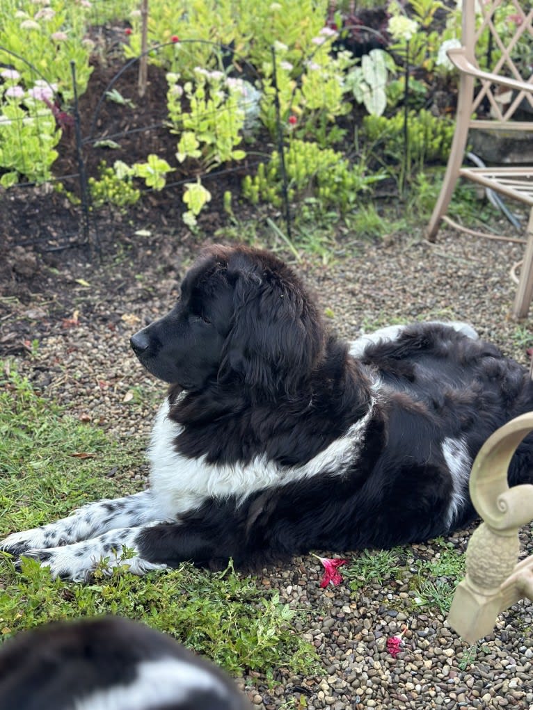 Iris, a Newfoundland tested with EmbarkVet.com