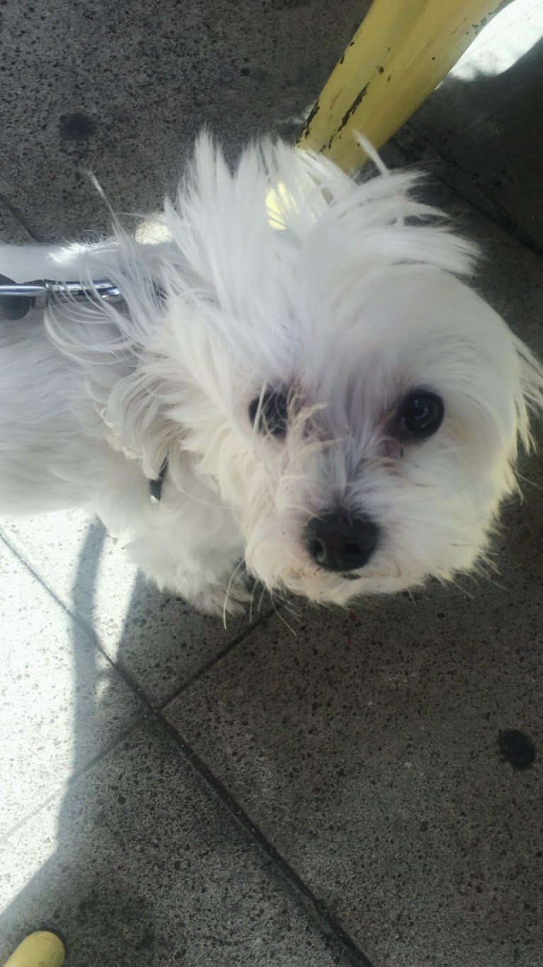 Shaboobalabooby “Boo” Elliott Peabody Minimus, a Maltese tested with EmbarkVet.com