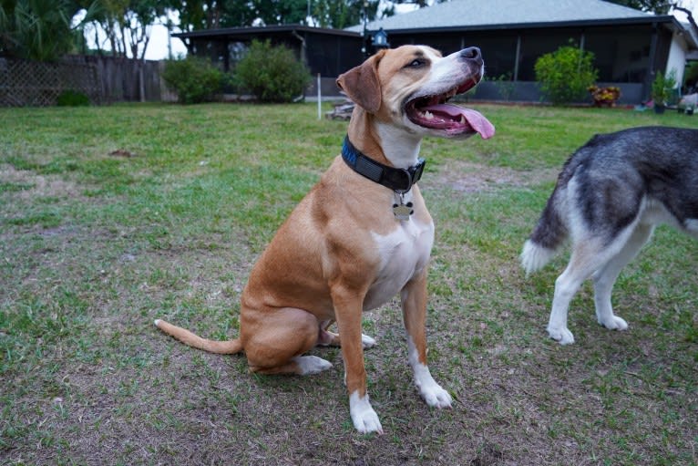 Dakota, an American Pit Bull Terrier and American Staffordshire Terrier mix tested with EmbarkVet.com