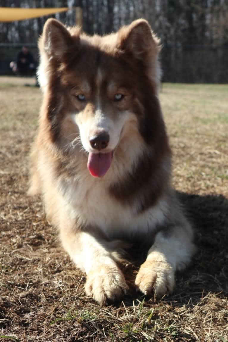 Sokka, a Siberian Husky tested with EmbarkVet.com