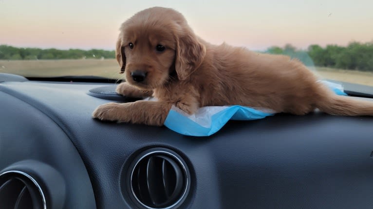 Maya, a Golden Retriever tested with EmbarkVet.com