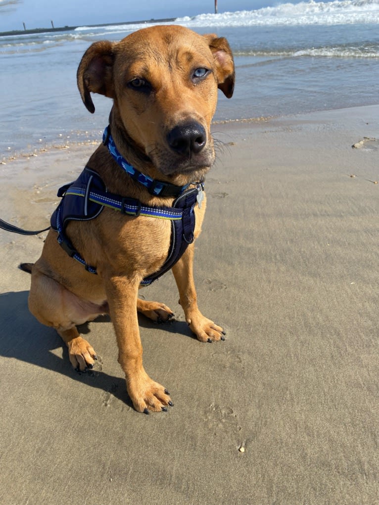 Walker, an American Pit Bull Terrier and Rottweiler mix tested with EmbarkVet.com