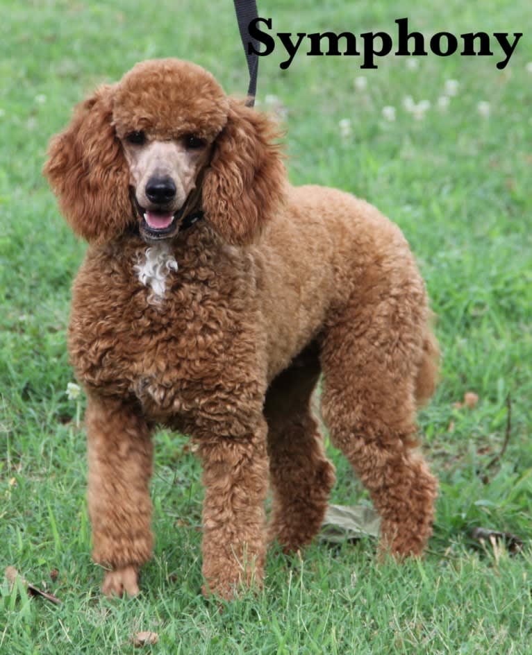 Symphony, a Poodle tested with EmbarkVet.com