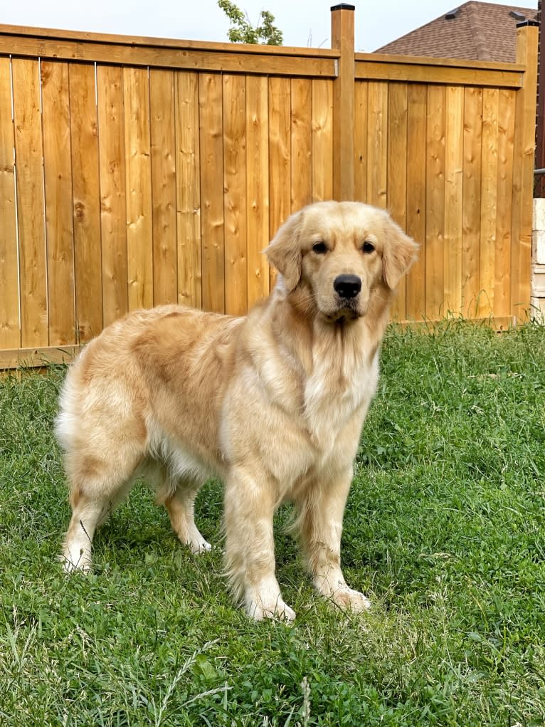 Alita, a Golden Retriever tested with EmbarkVet.com