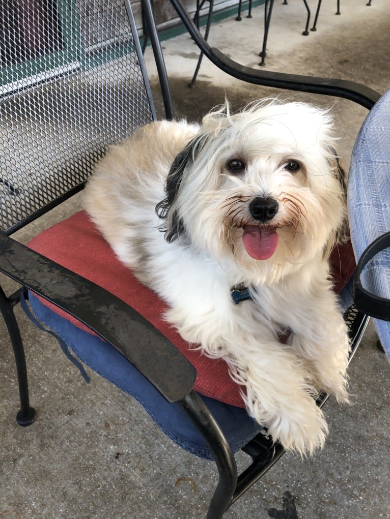Bentley, a Havanese and Maltese mix tested with EmbarkVet.com