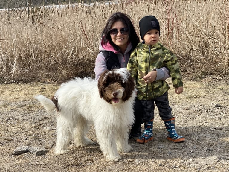 Lola, a Poodle (Standard) and Old English Sheepdog mix tested with EmbarkVet.com