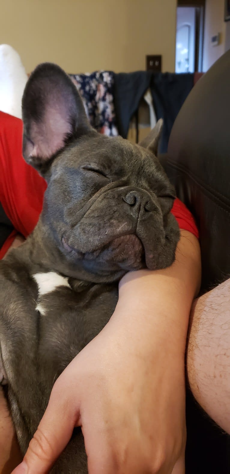 Diesel D, a French Bulldog tested with EmbarkVet.com