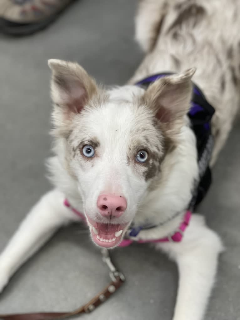 Viva, a Border Collie tested with EmbarkVet.com