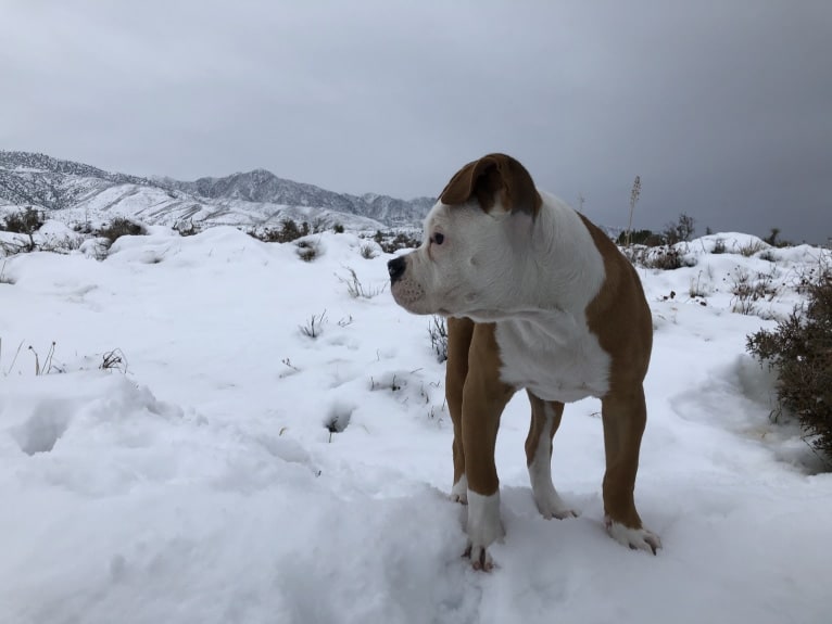 Daisy Duke, an American Bulldog tested with EmbarkVet.com