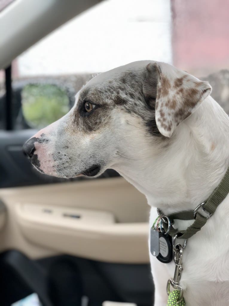 Picnic, an Australian Cattle Dog and Australian Shepherd mix tested with EmbarkVet.com