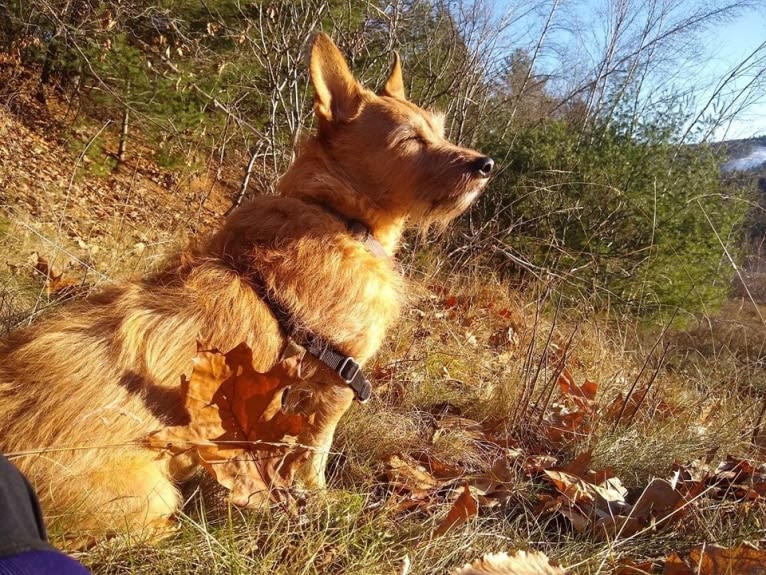 Rosko, a Chihuahua and Australian Cattle Dog mix tested with EmbarkVet.com