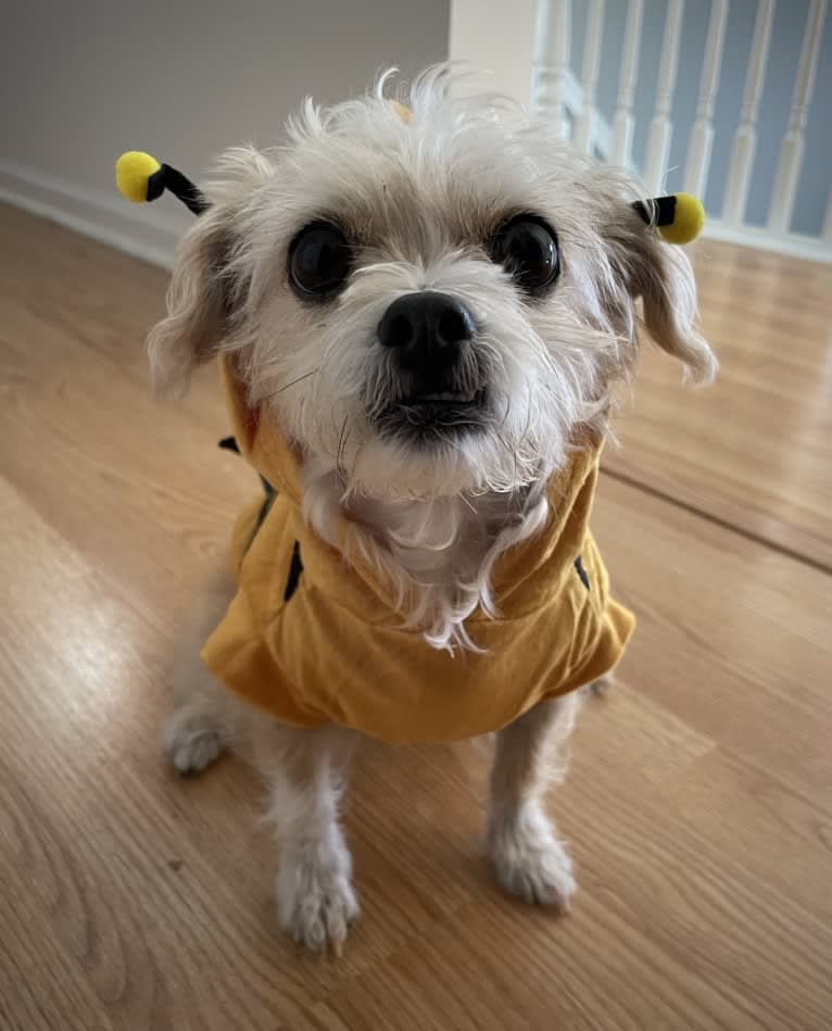 Cannoli, a Chihuahua and Lhasa Apso mix tested with EmbarkVet.com