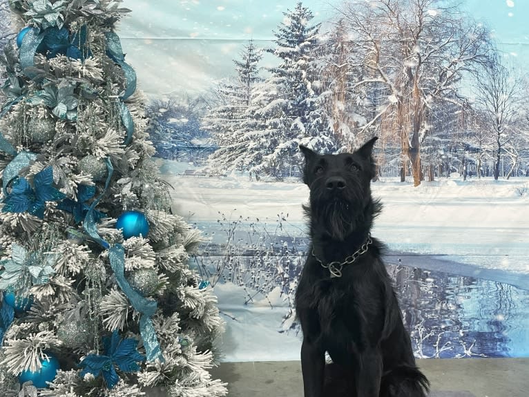 Vaatu, a Black Russian Terrier and Belgian Malinois mix tested with EmbarkVet.com