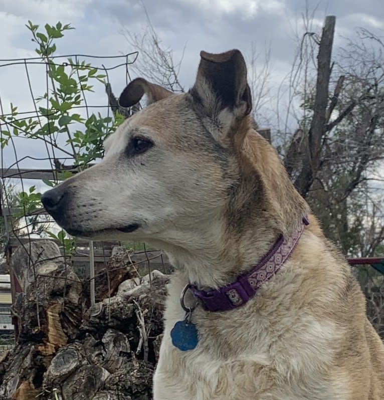 Ginger, an American Pit Bull Terrier and Australian Cattle Dog mix tested with EmbarkVet.com