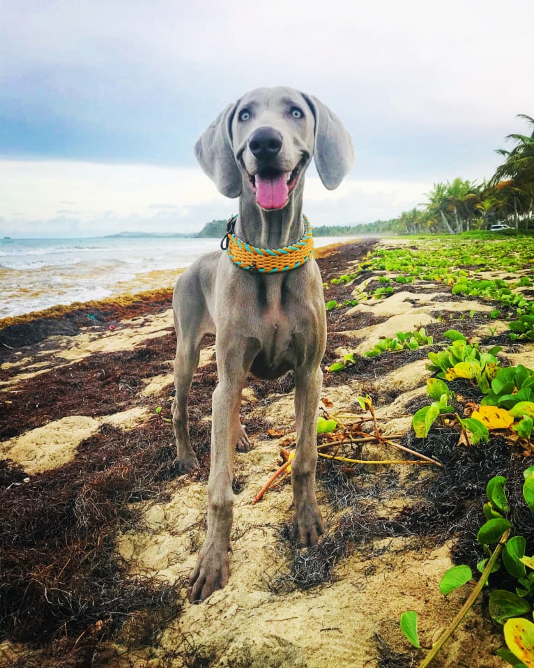 Arya the Weim, a Weimaraner tested with EmbarkVet.com