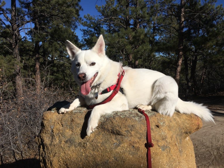 Shadow, an American Eskimo Dog and Australian Cattle Dog mix tested with EmbarkVet.com