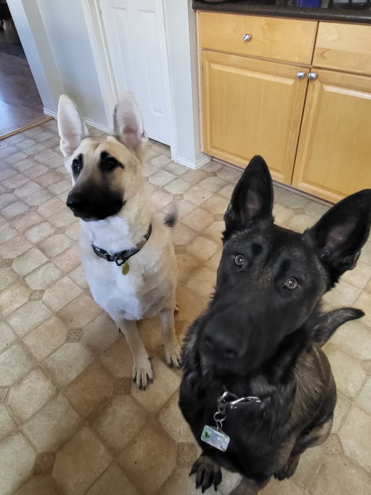 Carbonado, a Belgian Malinois and German Shepherd Dog mix tested with EmbarkVet.com