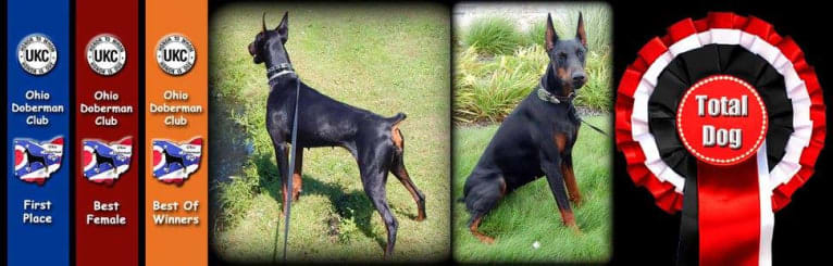 Thrill, a Doberman Pinscher tested with EmbarkVet.com