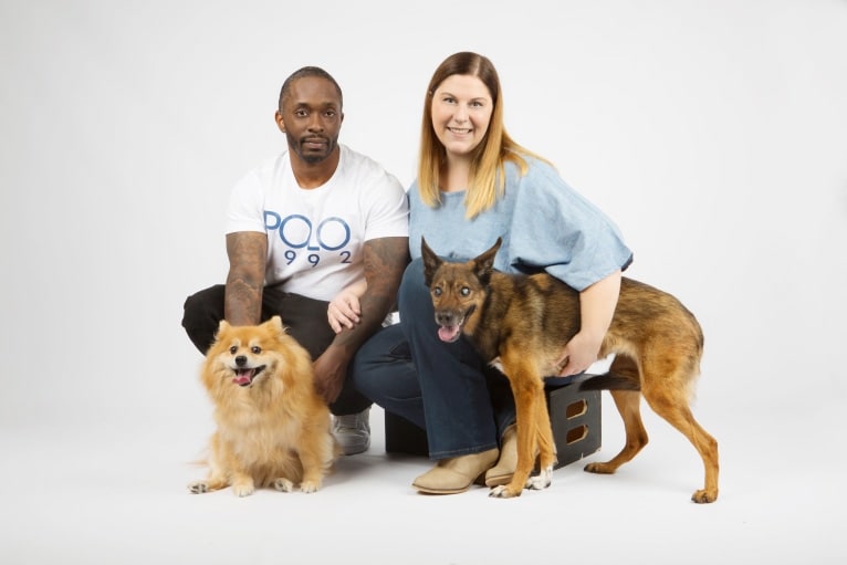 Lady, an European Village Dog and Alaskan Malamute mix tested with EmbarkVet.com