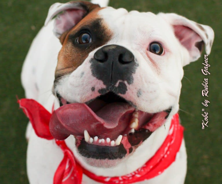 Kobe, a Bulldog and American Pit Bull Terrier mix tested with EmbarkVet.com