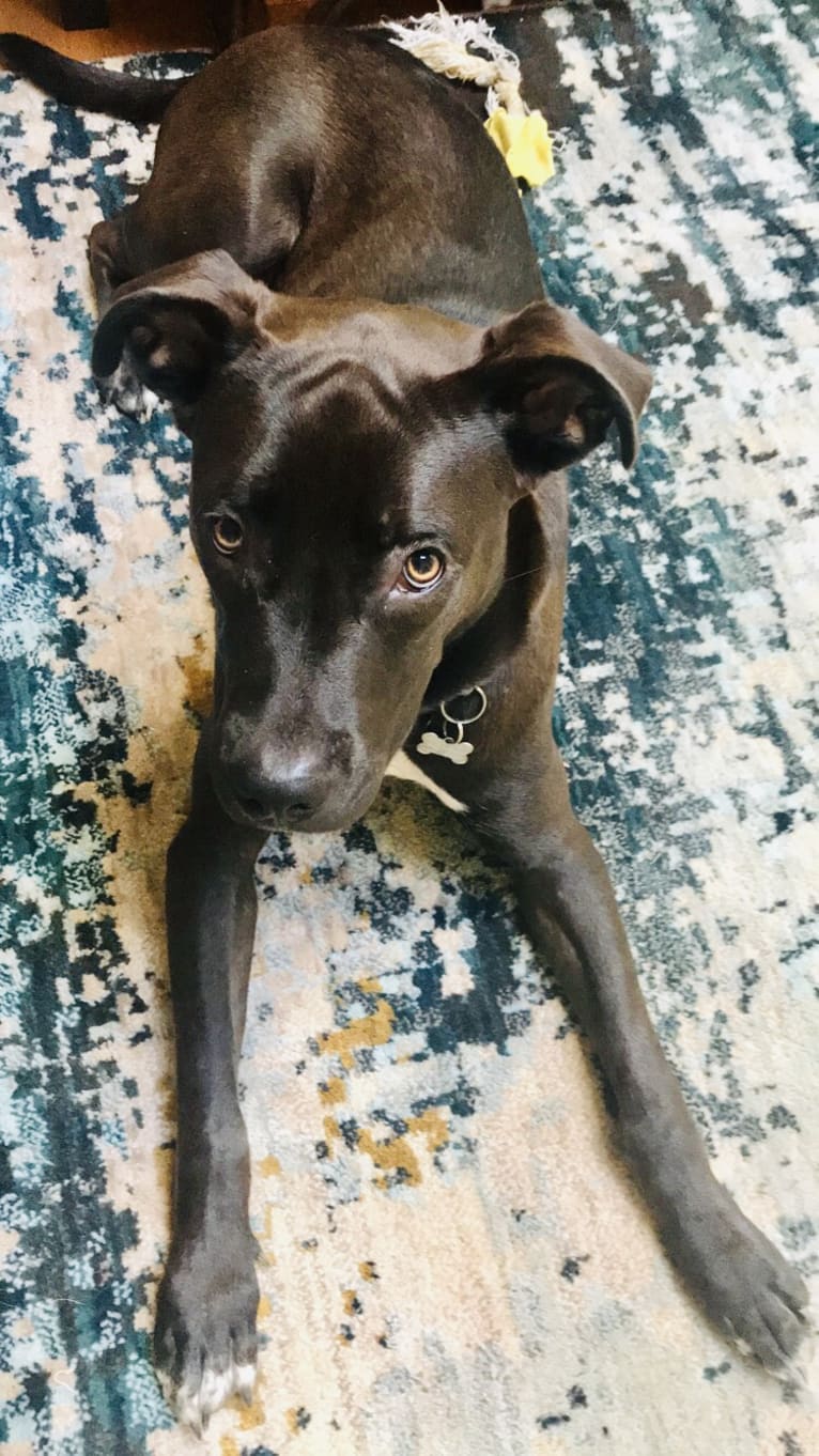 Theo, an American Pit Bull Terrier and American Staffordshire Terrier mix tested with EmbarkVet.com