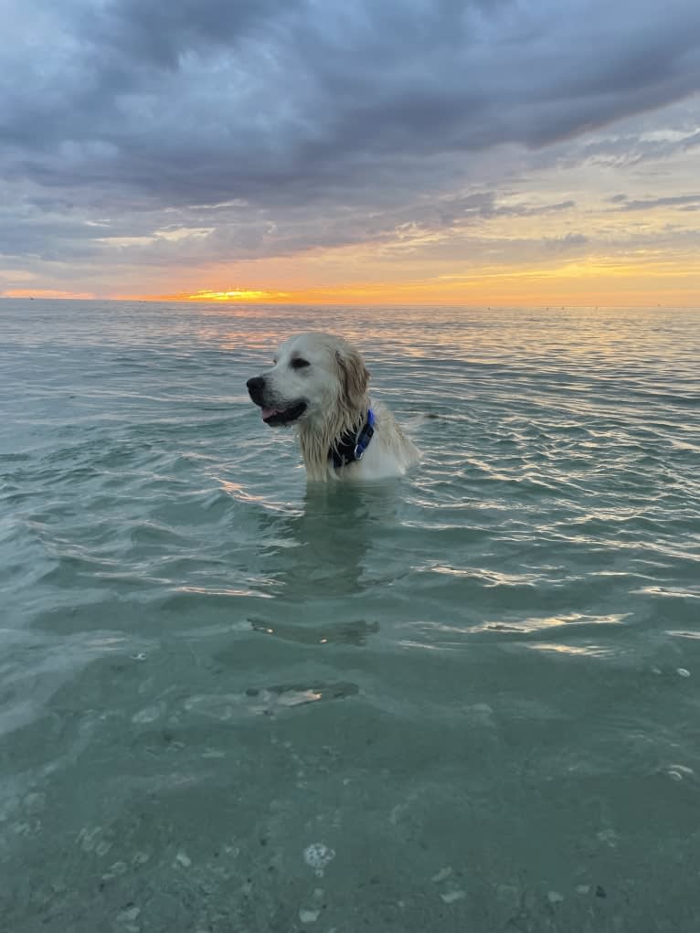 Hudson Gene Dement, a Golden Retriever tested with EmbarkVet.com