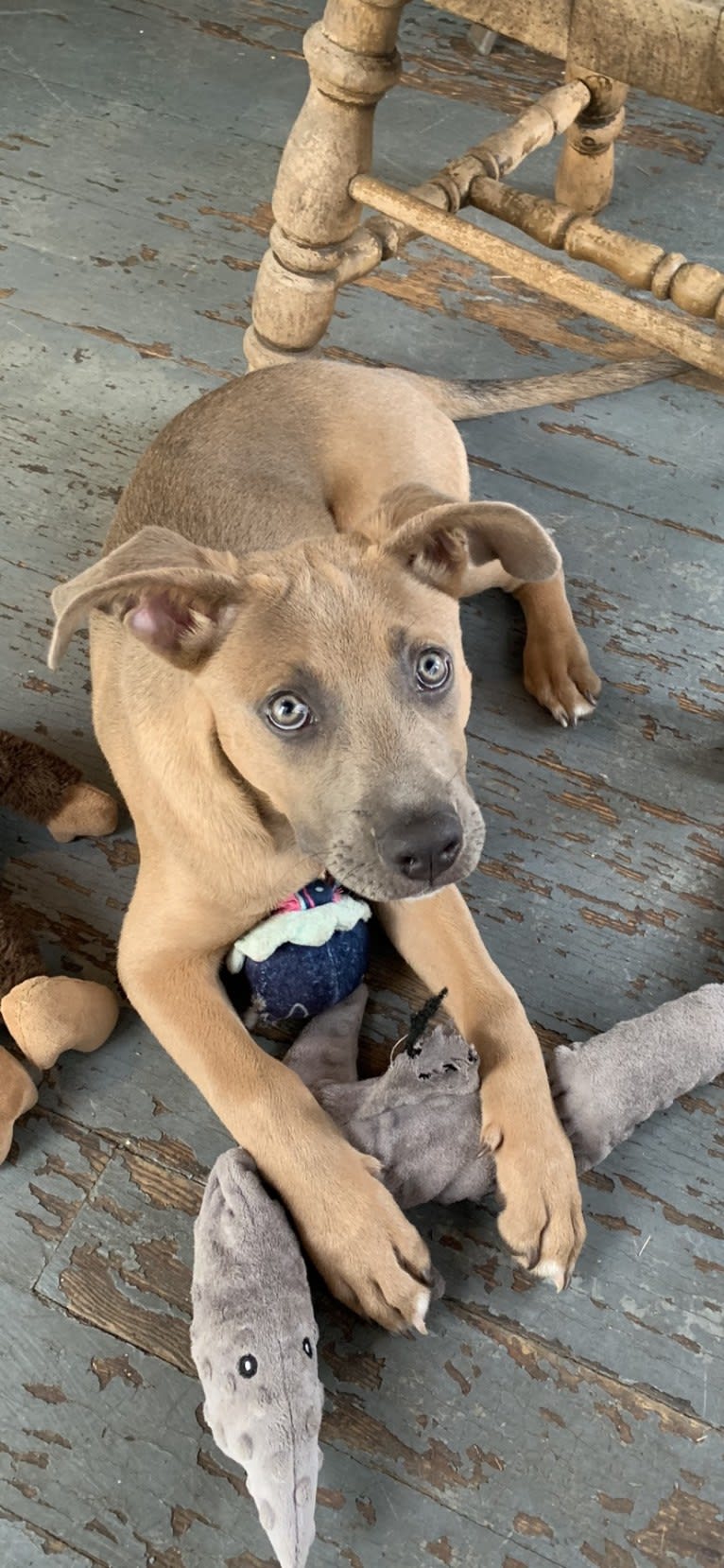 Remy, an American Pit Bull Terrier and American Staffordshire Terrier mix tested with EmbarkVet.com