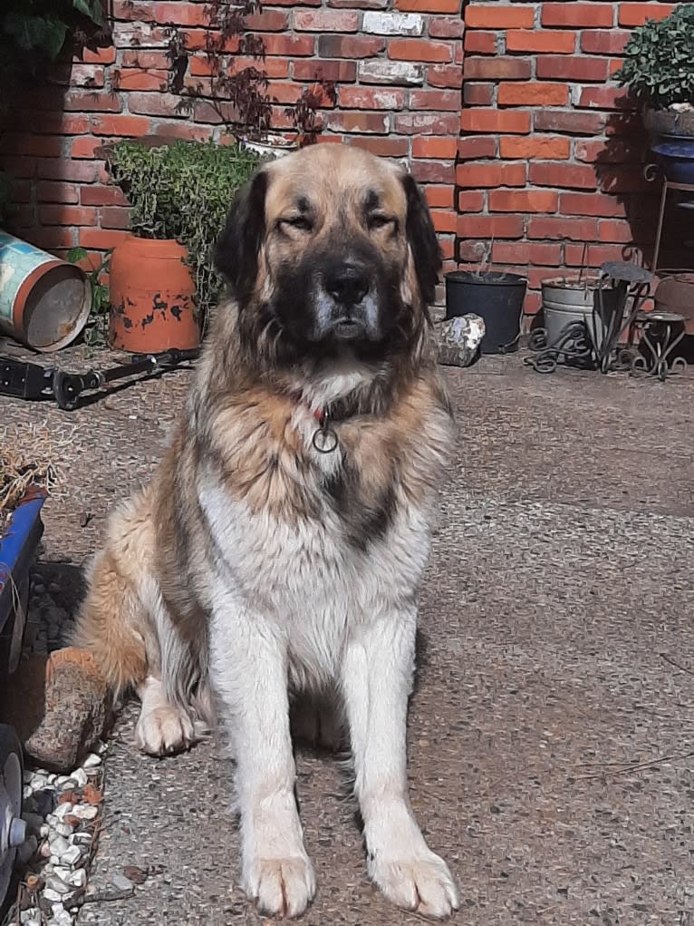 Duke, a Great Pyrenees and Anatolian Shepherd Dog mix tested with EmbarkVet.com