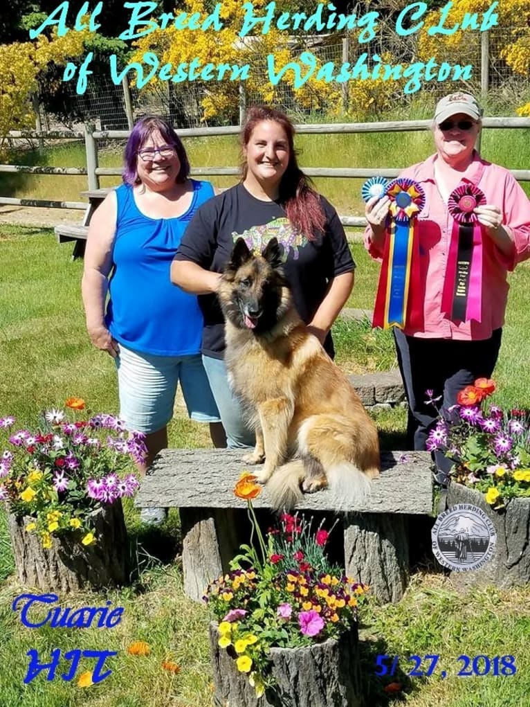 Tuarie, a Belgian Shepherd tested with EmbarkVet.com