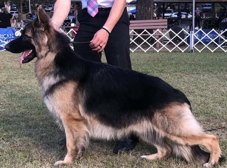 Jack, a German Shepherd Dog tested with EmbarkVet.com