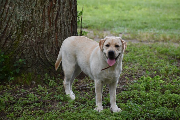 Lady, a Labrador Retriever tested with EmbarkVet.com