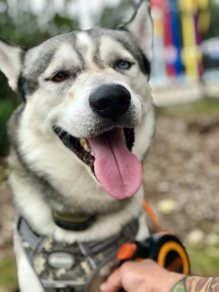 Bastion, a Siberian Husky and Alaskan Malamute mix tested with EmbarkVet.com