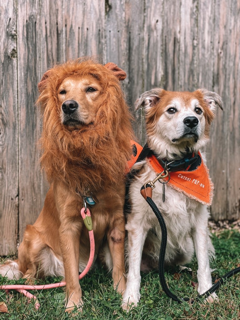 Marley, a Golden Retriever tested with EmbarkVet.com